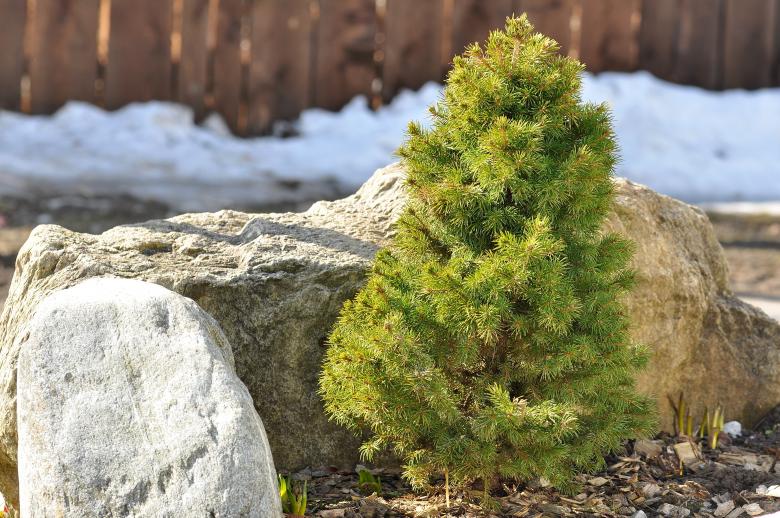 Free stock image of Fir created by Pixabay