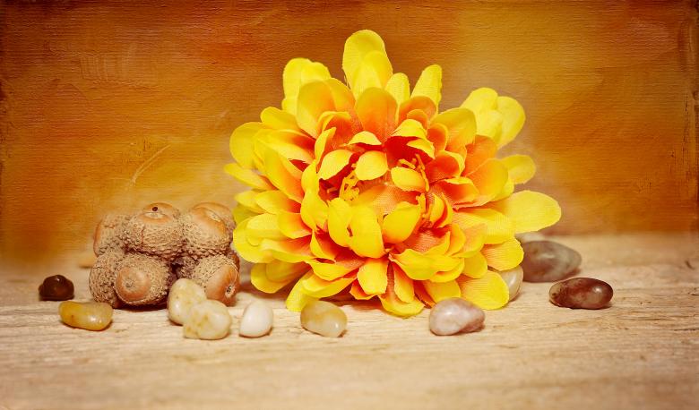 Free stock image of Flower created by Pixabay
