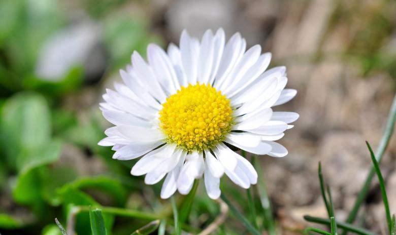 Free stock image of Nature created by Pixabay