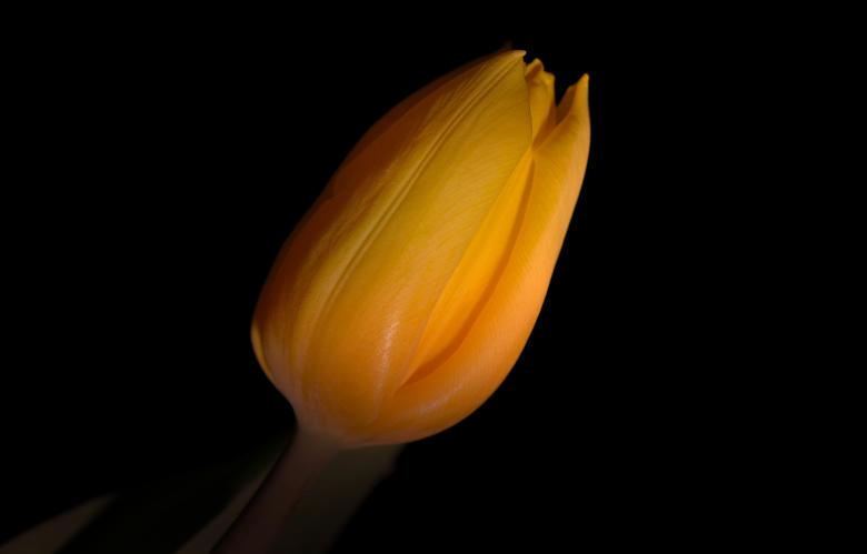 Free stock image of Flower created by Pixabay