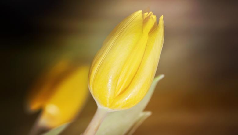 Free stock image of Yellow Flower - Macro created by Pixabay