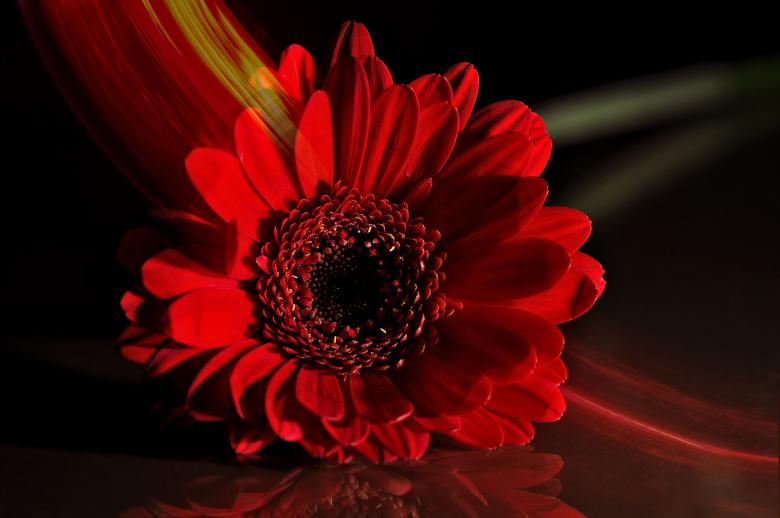 Free stock image of Red created by Pixabay