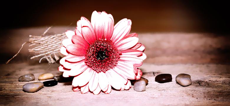 Free stock image of Flower created by Pixabay