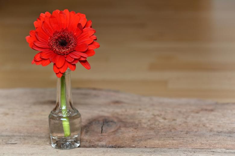 Free stock image of Flower created by Pixabay