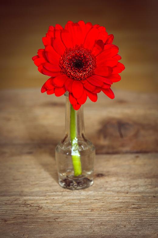 Free stock image of Flower created by Pixabay