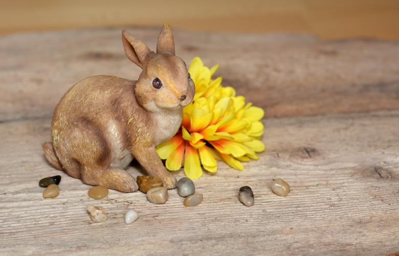 Free stock image of Animal created by Pixabay