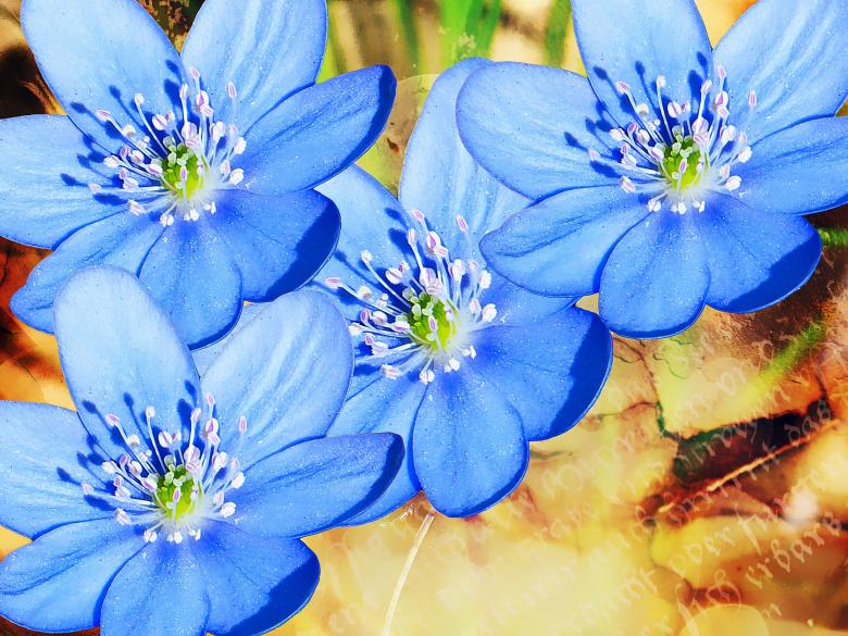 Free stock image of Flower created by Pixabay