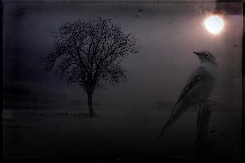 Free stock image of Bird created by Pixabay