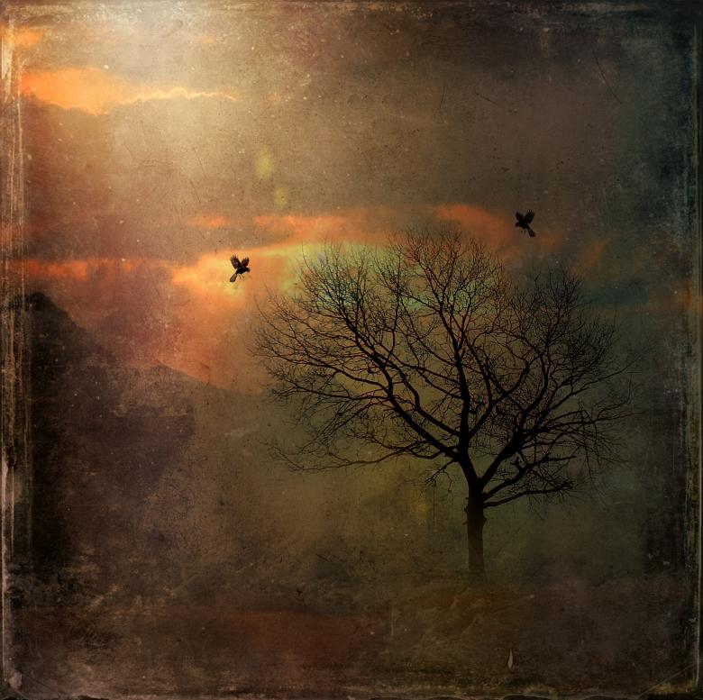 Free stock image of Trees created by Pixabay