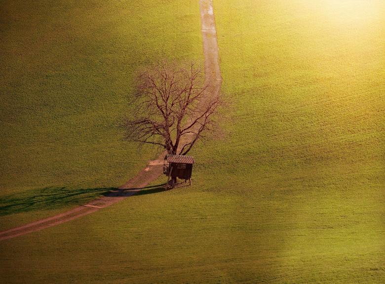 Free stock image of Greenery created by Pixabay
