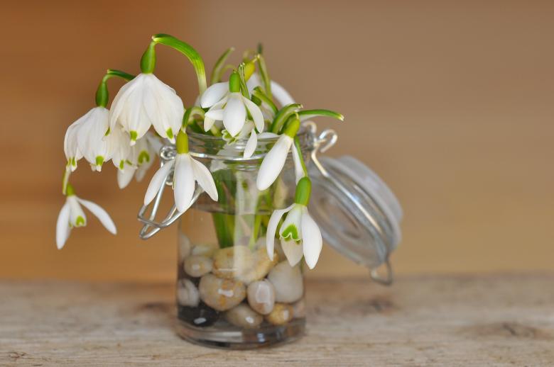 Free stock image of Flower created by Pixabay