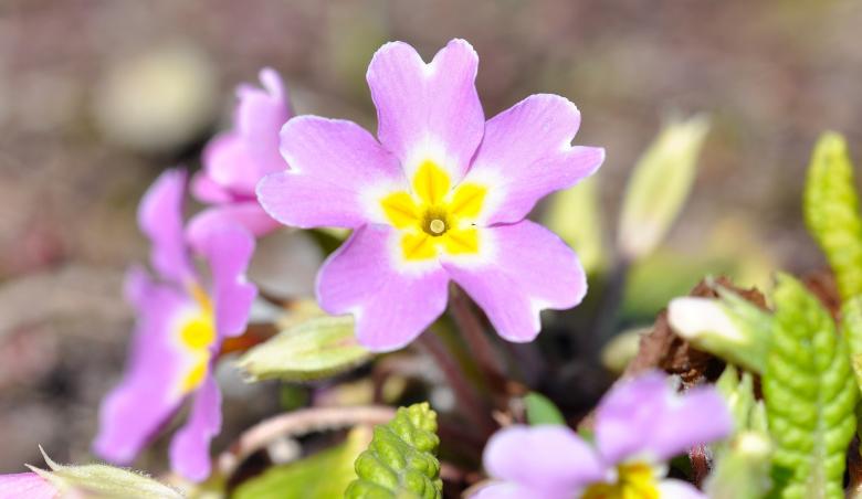 Free stock image of Flower created by Pixabay