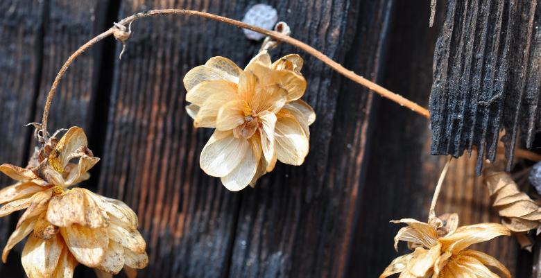 Free stock image of Flowers created by Pixabay