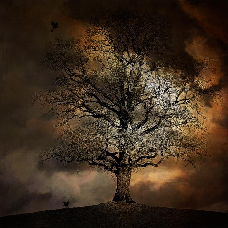 Free stock image of Dark Tree created by Pixabay
