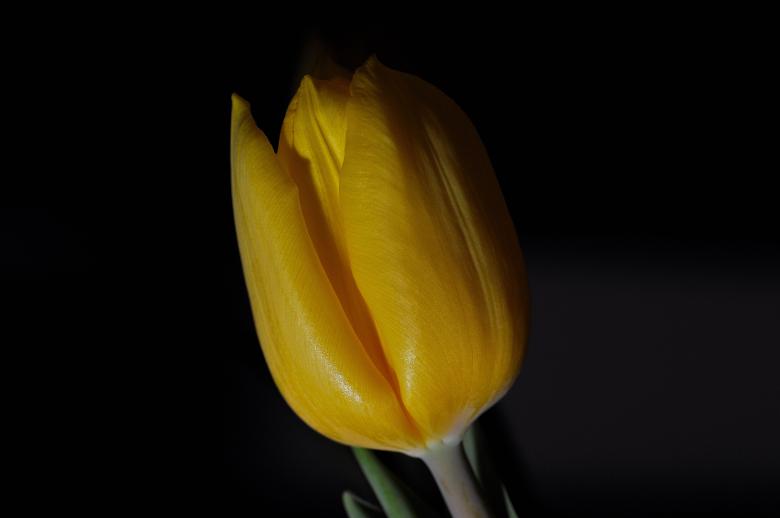 Free stock image of Yellow Tulip on Black Background created by Pixabay