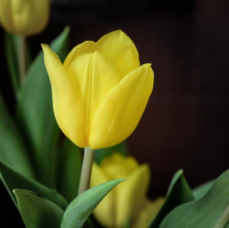 Free stock image of Flower created by Pixabay