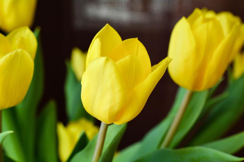 Free stock image of Yellow Tulips Up Close created by Pixabay