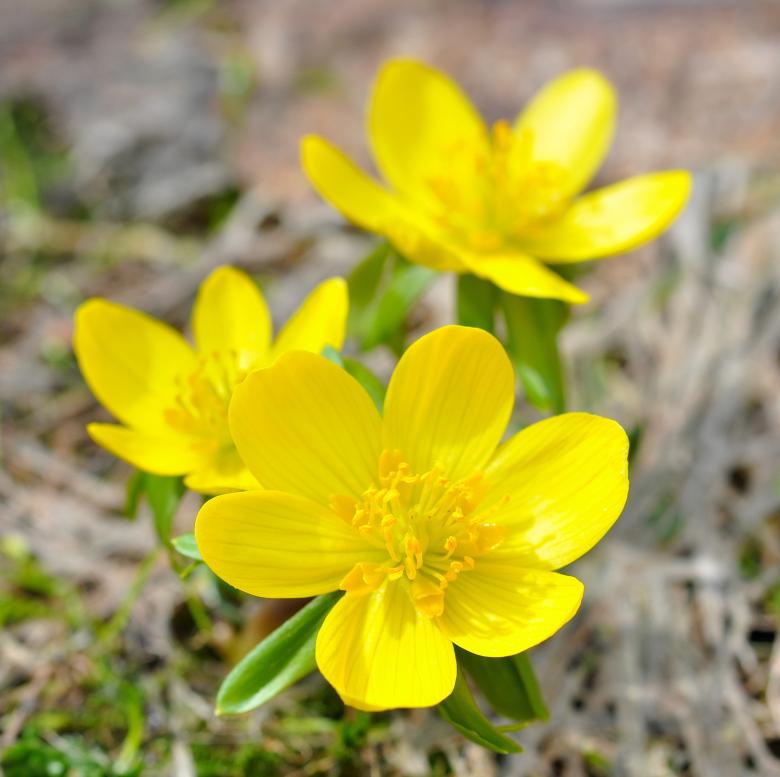 Free stock image of yellow created by Pixabay