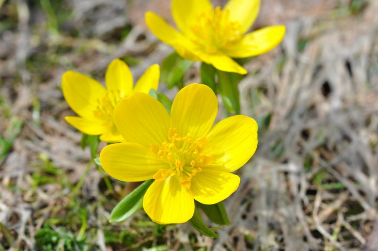 Free stock image of Flower created by Pixabay
