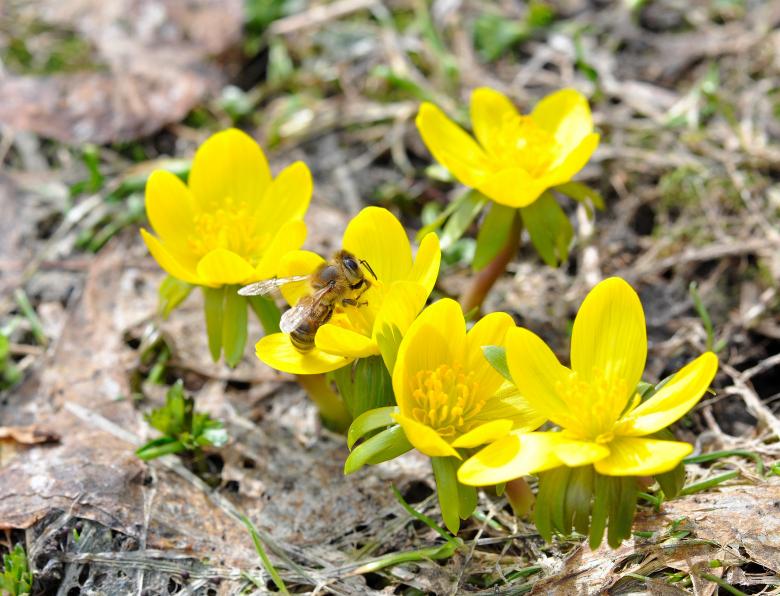 Free stock image of Yellow created by Pixabay