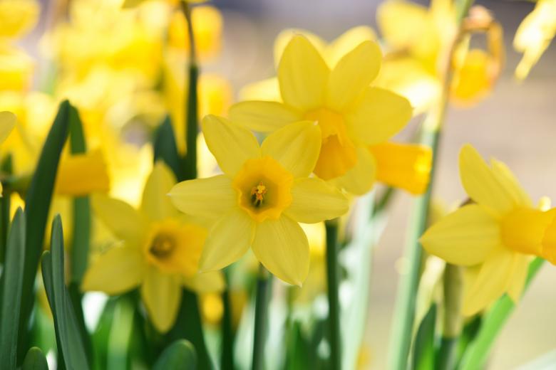 Free stock image of Daffodils created by Pixabay