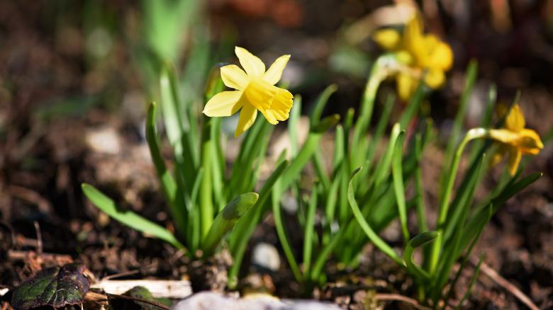 Free stock image of Daffodils created by Pixabay