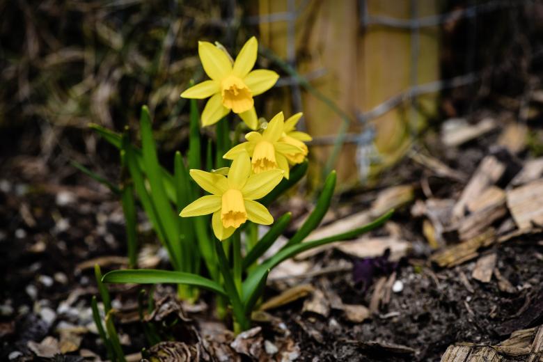 Free stock image of Daffodils created by Pixabay