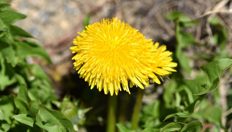 Free stock image of Flower created by Pixabay