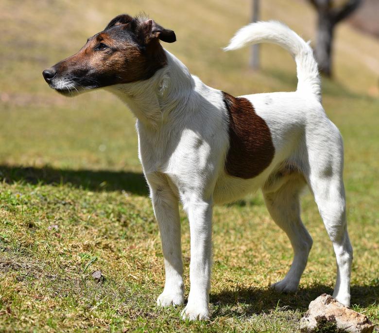 Free stock image of Pet created by Pixabay