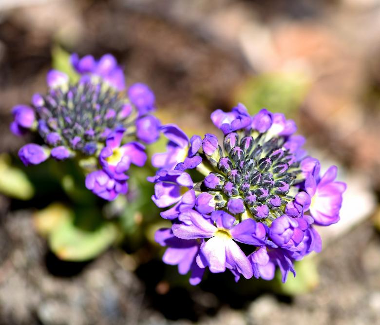 Free stock image of Garden created by Pixabay