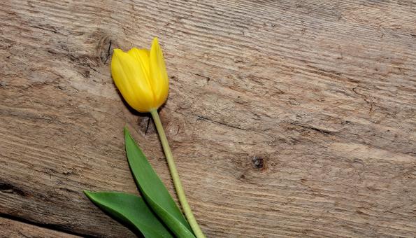 Tulip - Free Stock Photo