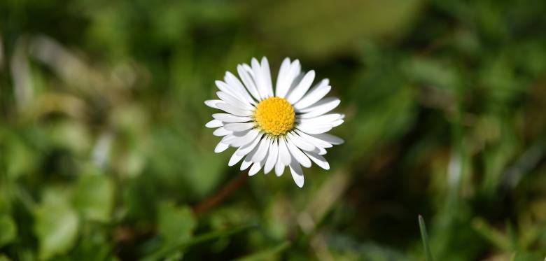 Free stock image of Beauty created by Pixabay