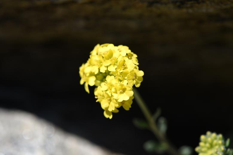 Free stock image of Yellow Flowers created by Pixabay