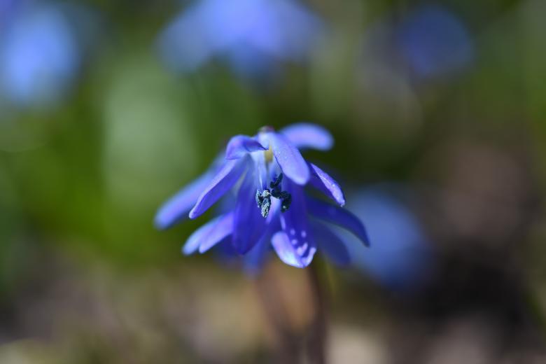 Free stock image of Garden created by Pixabay