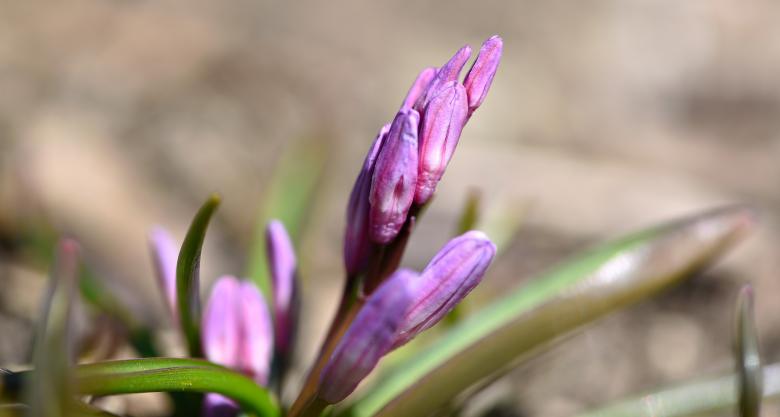 Free stock image of Purple Flower created by Pixabay