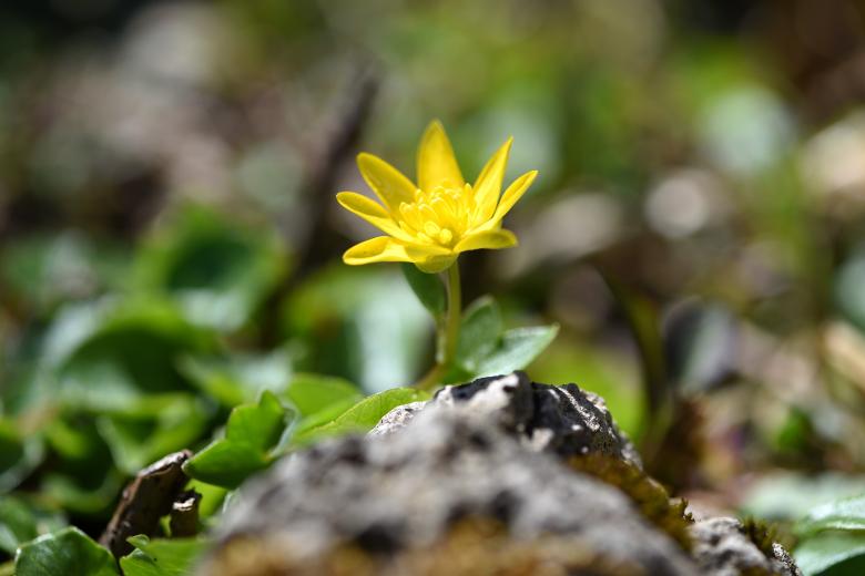 Free stock image of Yellow Flower created by Pixabay