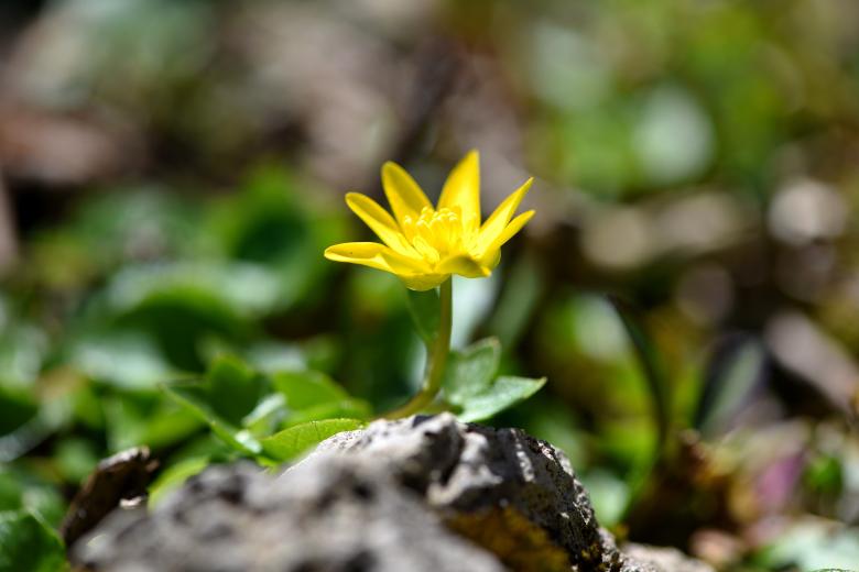 Free stock image of Flower created by Pixabay