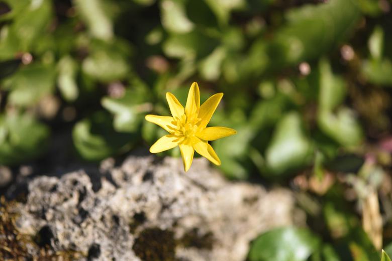 Free stock image of Fresh created by Pixabay