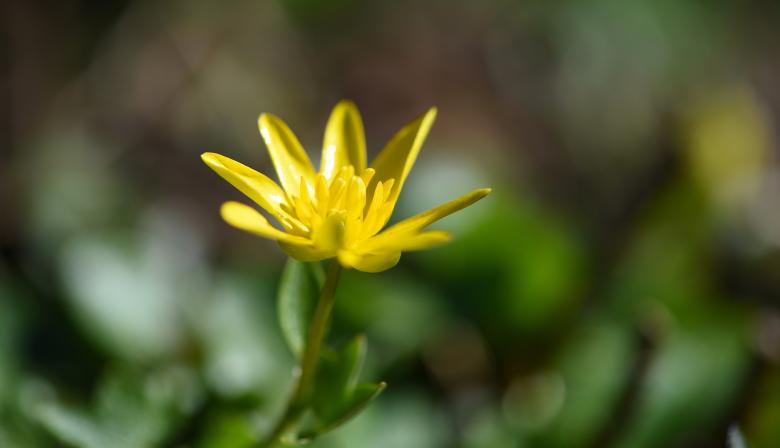 Free stock image of Flower created by Pixabay