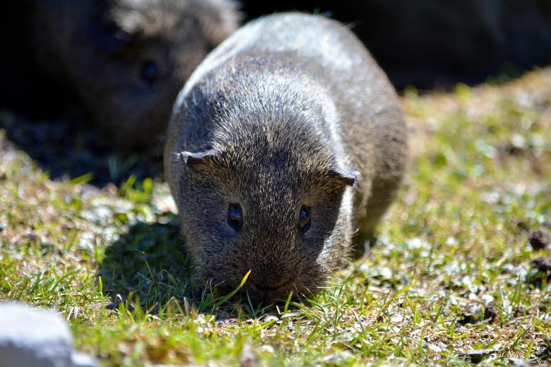 Free stock image of Guinea Pig created by Pixabay