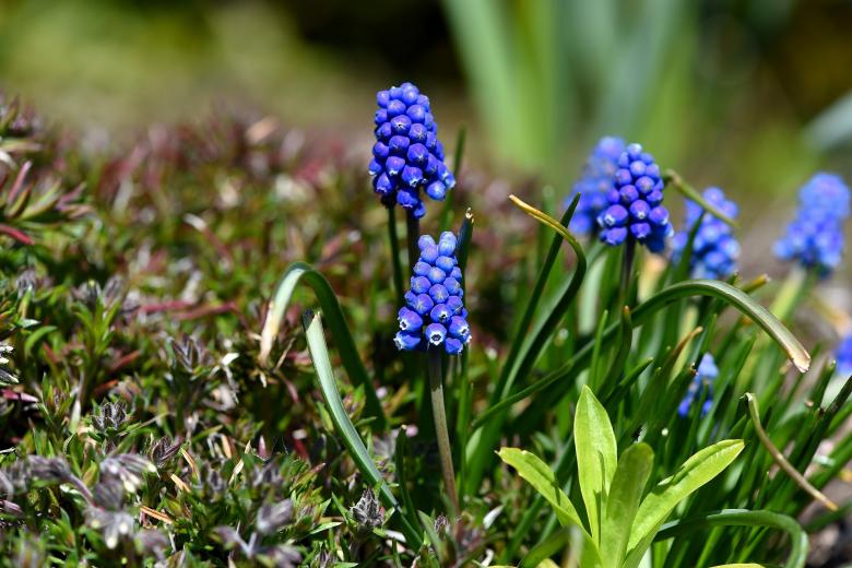 Free stock image of Garden created by Pixabay