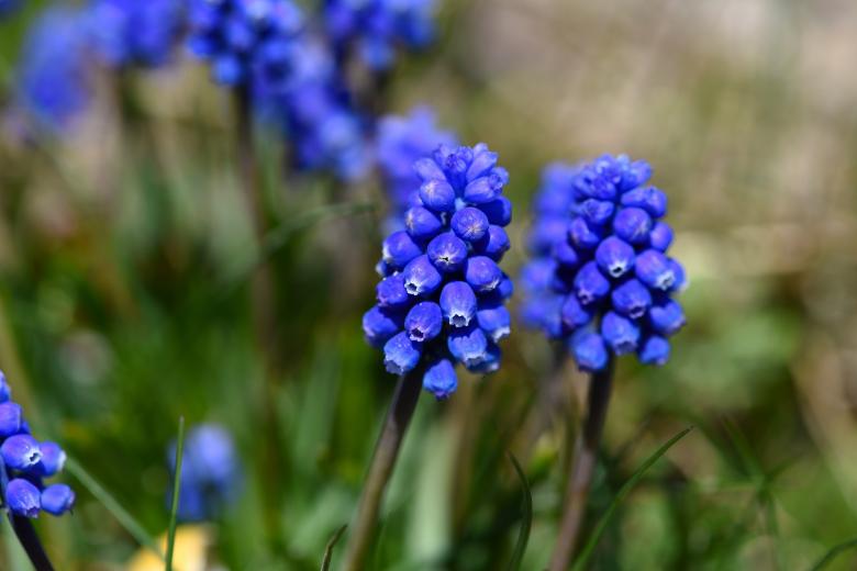 Free stock image of Blue Flowers created by Pixabay
