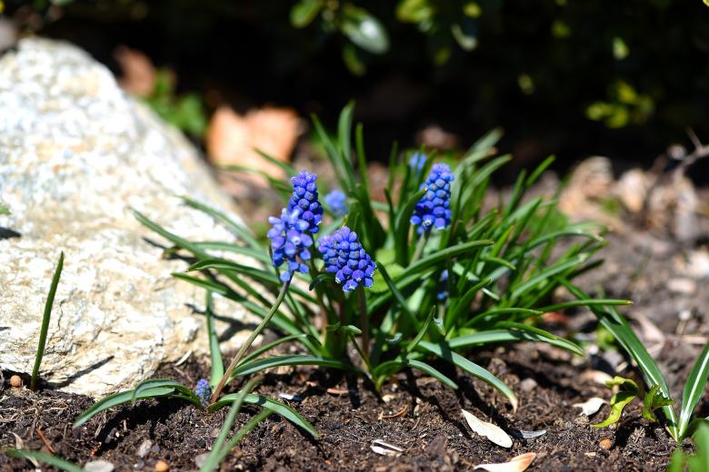 Free stock image of Muscari created by Pixabay