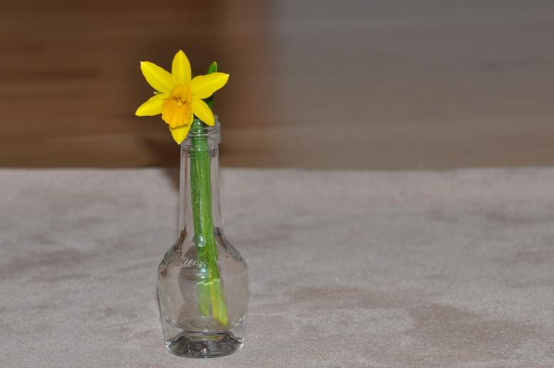 Free stock image of Flower in the Bottle created by Pixabay