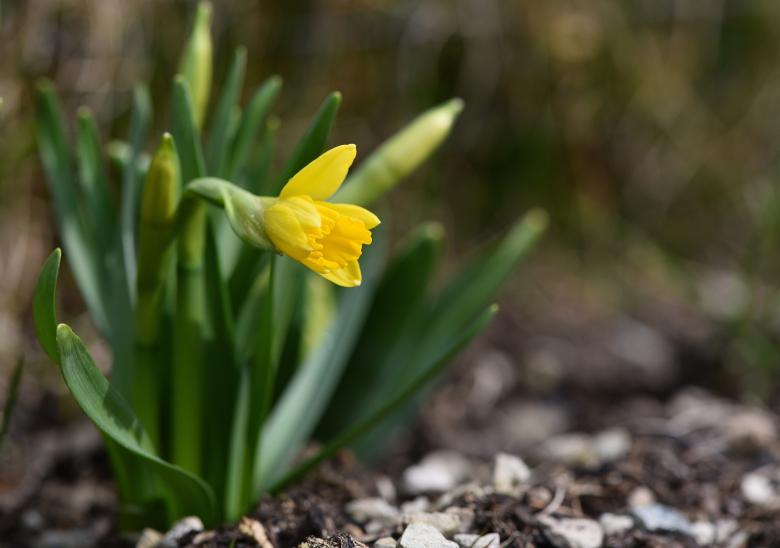 Free stock image of Narcissus created by Pixabay