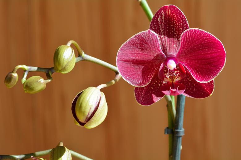 Free stock image of Orchid created by Pixabay