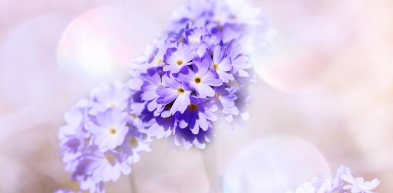Free stock image of Primrose created by Pixabay