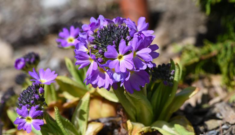 Free stock image of Garden created by Pixabay