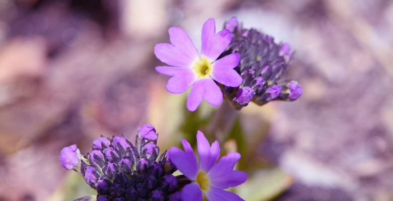 Free stock image of Primrose created by Pixabay