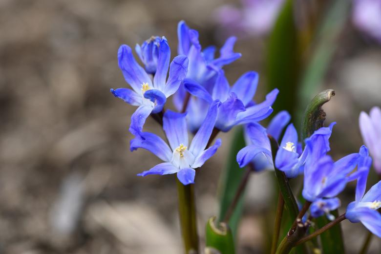 Free stock image of Blue Flowers created by Pixabay
